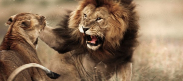 lions